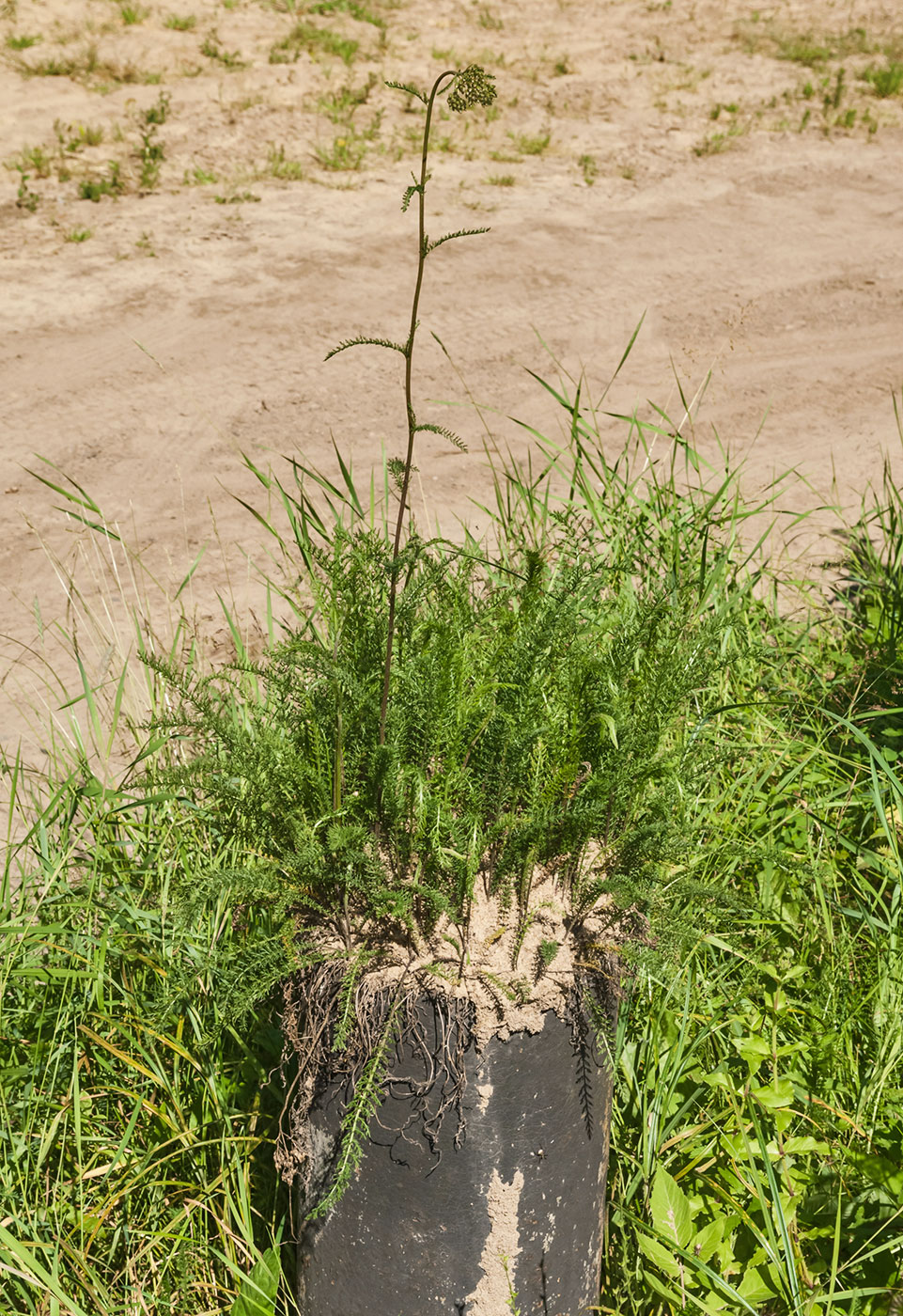 Image of Achillea millefolium specimen.