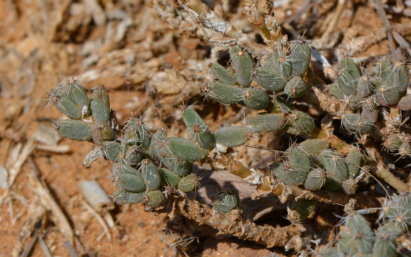 Image of genus Trichodiadema specimen.