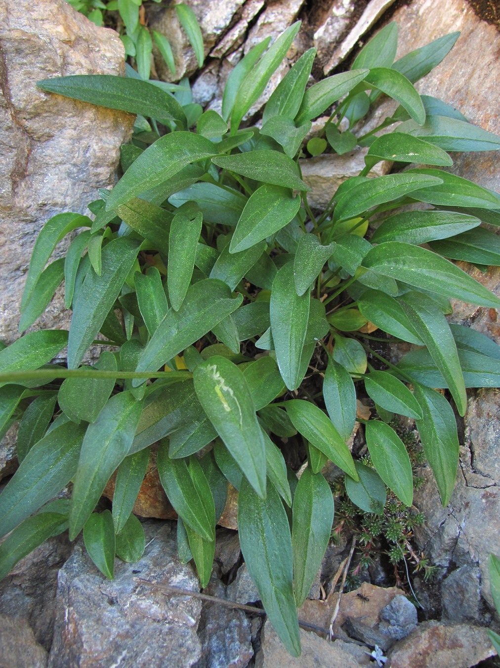 Image of Valeriana jelenevskyi specimen.