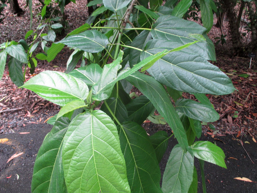 Image of Ficus hispida specimen.