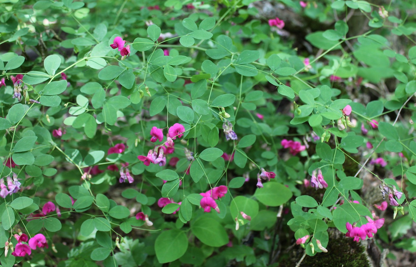 Image of Lathyrus roseus specimen.