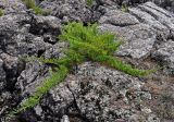 Juniperus sabina