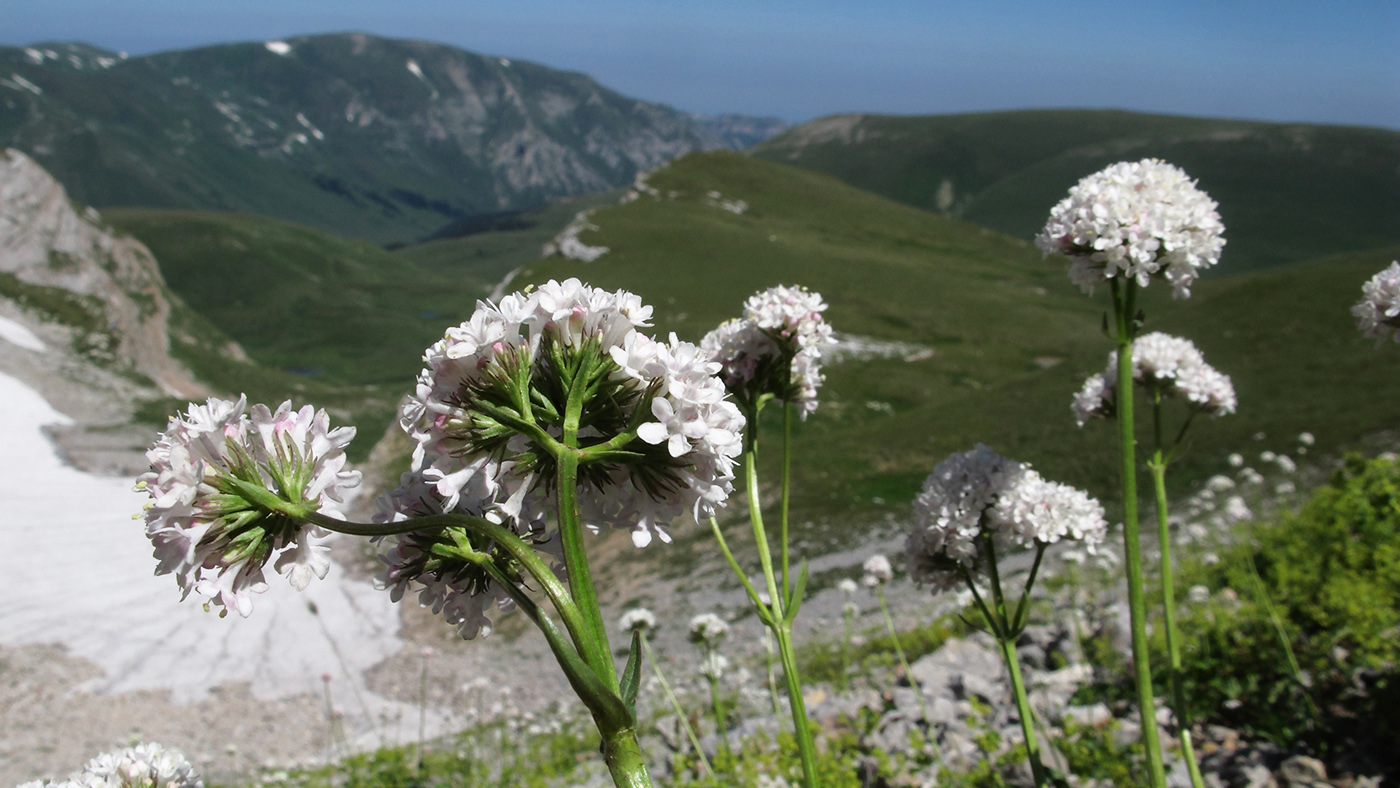 Ядовитые растения в горах Кавказа