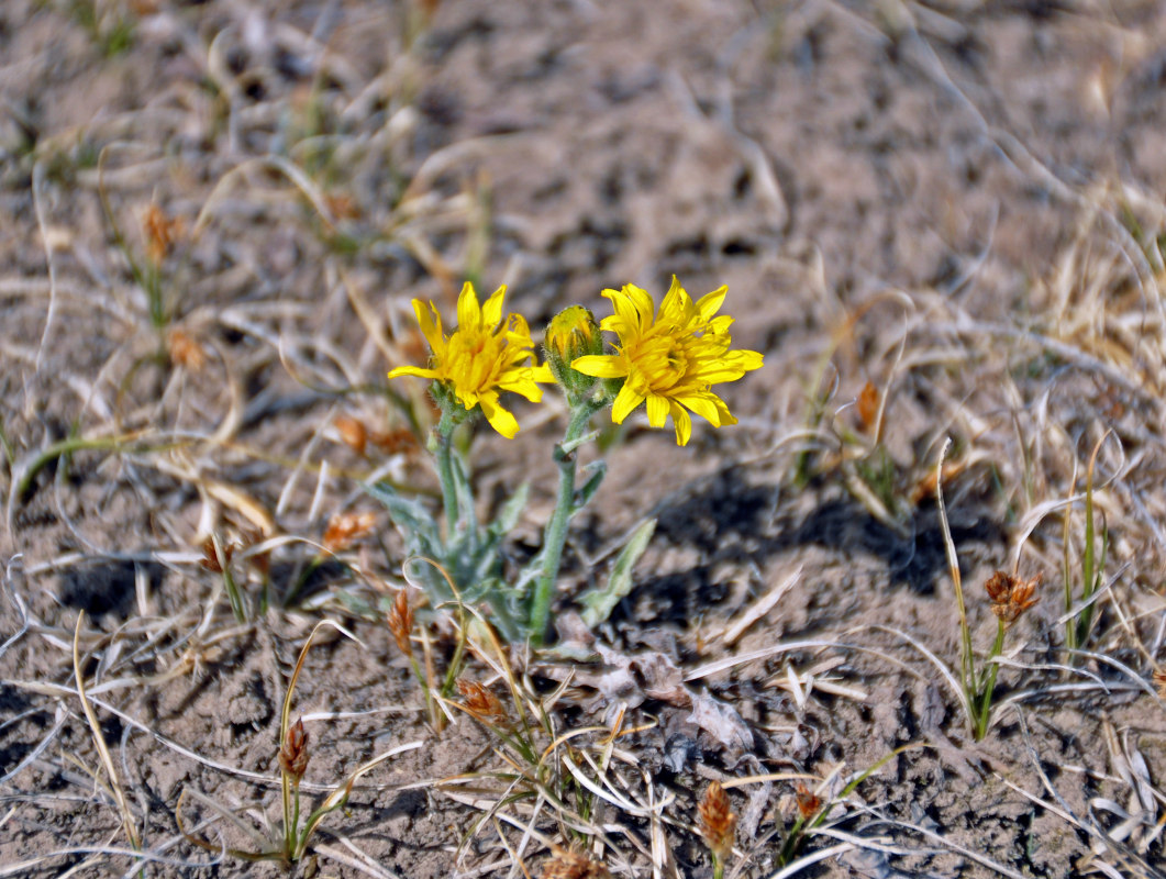 Image of Crepis crocea specimen.