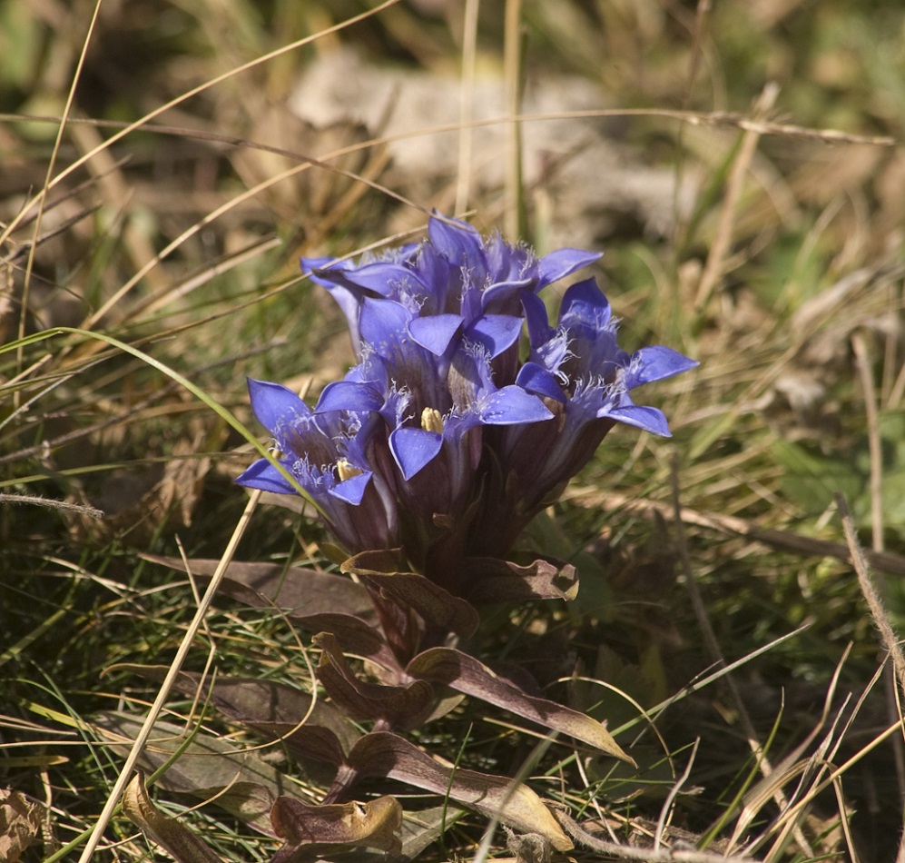 Image of Gentiana septemfida specimen.