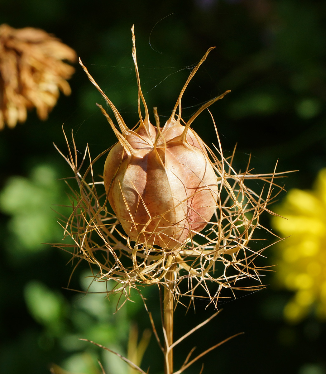 Image of Nigella damascena specimen.