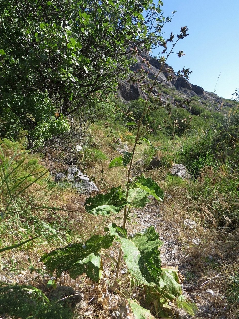 Image of Cousinia umbrosa specimen.