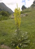 Verbascum lychnitis. Цветущее растение. Кабардино-Балкария, Эльбрусский р-н, средняя часть долины р. Ирик, луг. Июль 2009 г.
