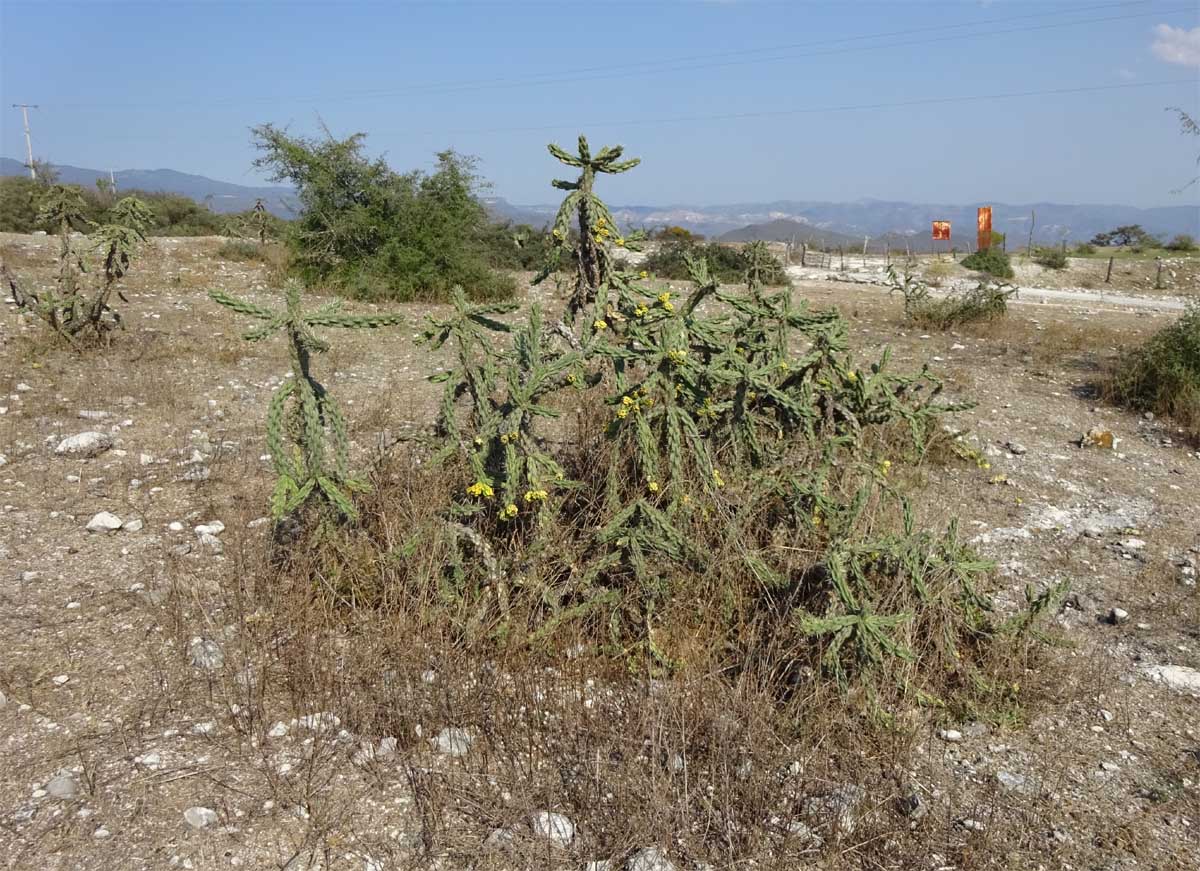 Image of Cylindropuntia imbricata specimen.