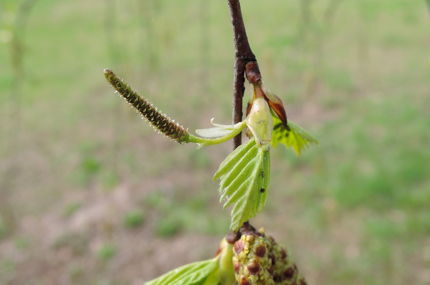 Изображение особи Betula pendula.