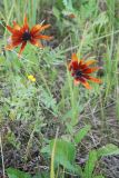 Rudbeckia hirta