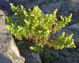 Artemisia aurata