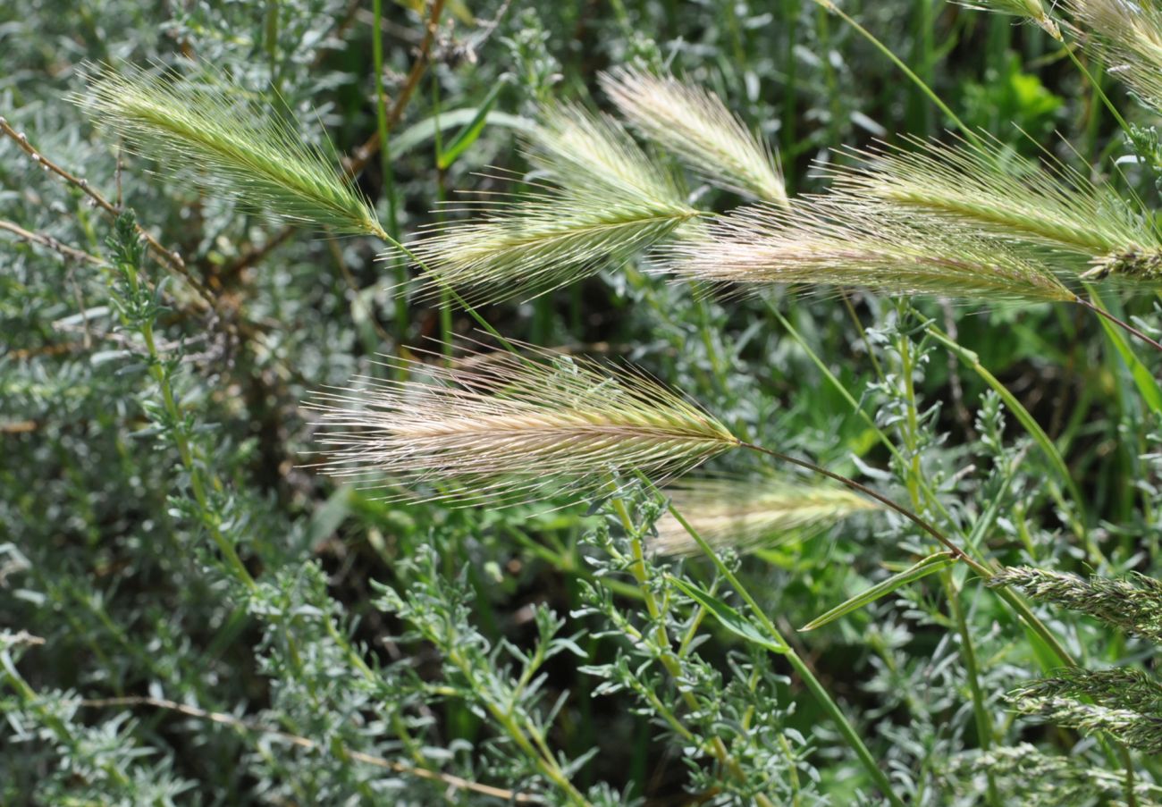 Image of genus Hordeum specimen.