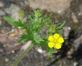 Potentilla tergemina. Верхушка цветущего растения. Иркутская обл., Слюдянский р-н, долина р. Слюдянка, редкий смешанный лес, тропа к Серебряному источнику. 24.06.2018.