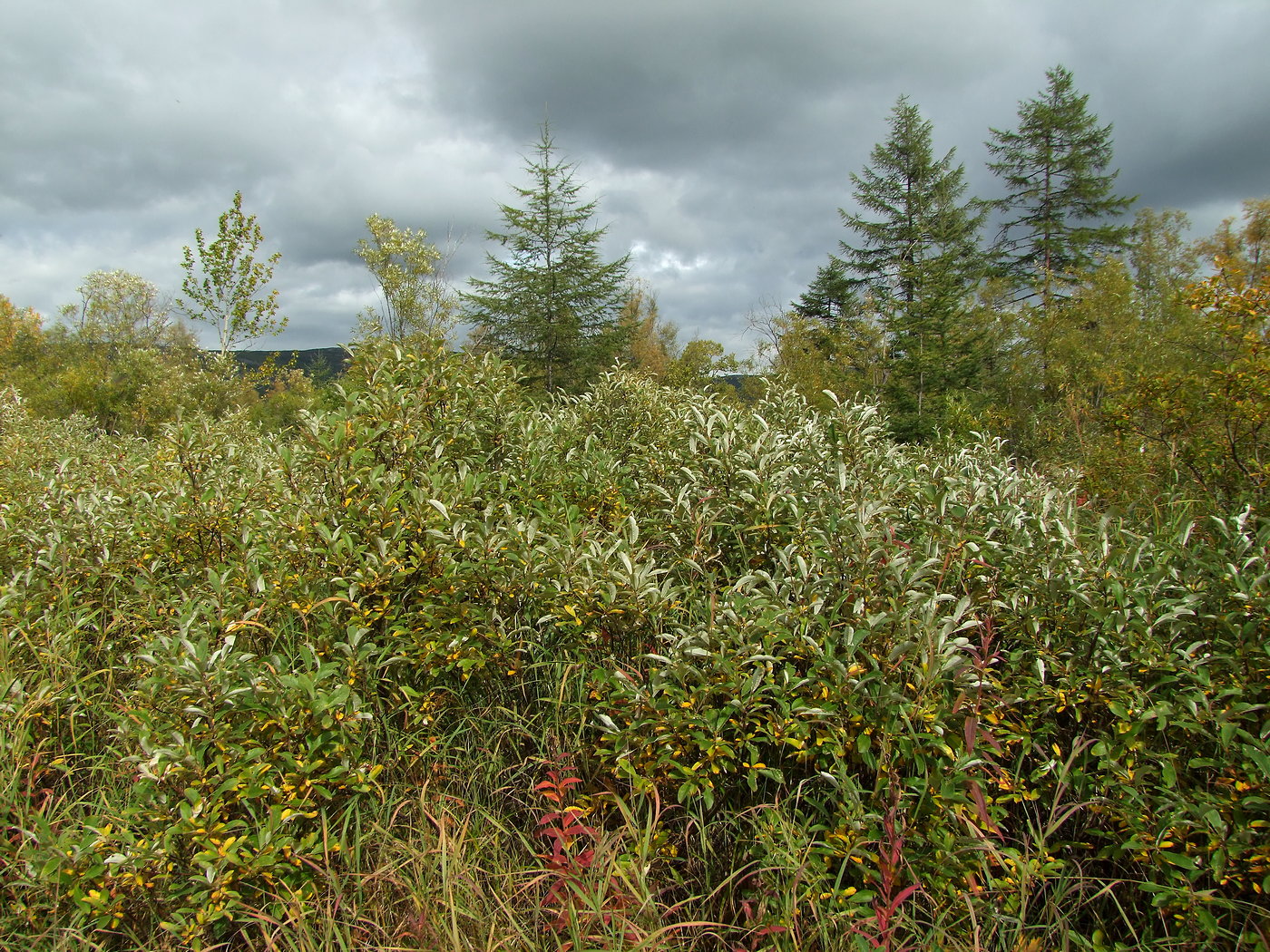 Image of Salix krylovii specimen.