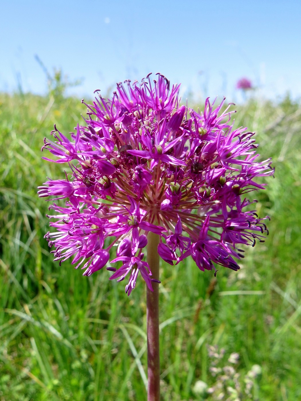 Image of Allium sewerzowii specimen.