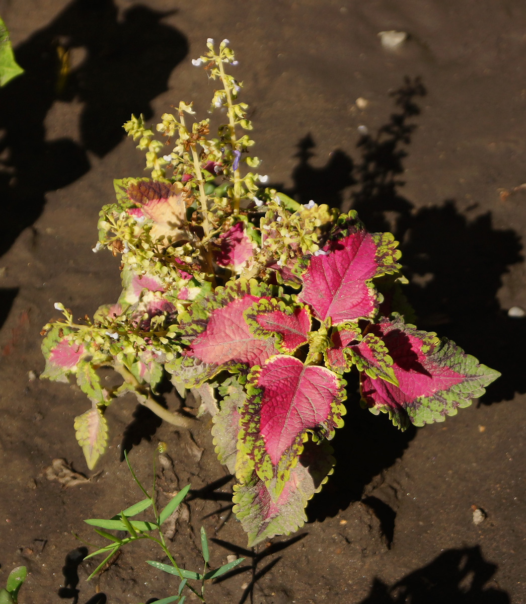 Image of Coleus scutellarioides specimen.