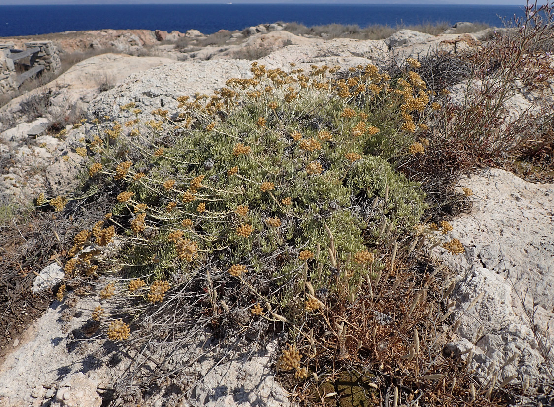 Image of genus Helichrysum specimen.