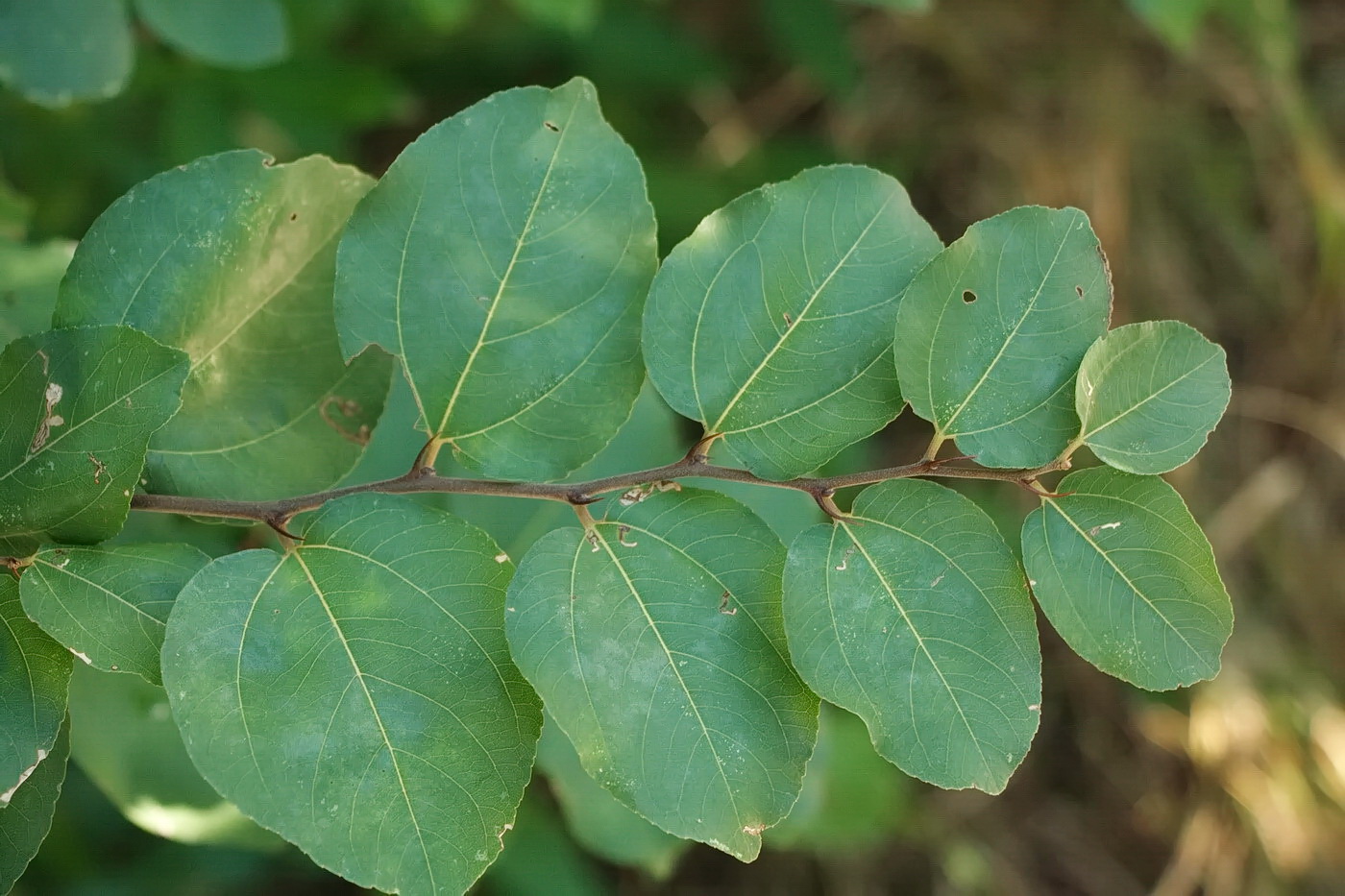 Image of Paliurus spina-christi specimen.