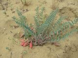 Astragalus longipetalus. Плодоносящее растение. Дагестан, Кумторкалинский р-н, бархан Сарыкум. 06.05.2018.