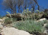 Artemisia caucasica