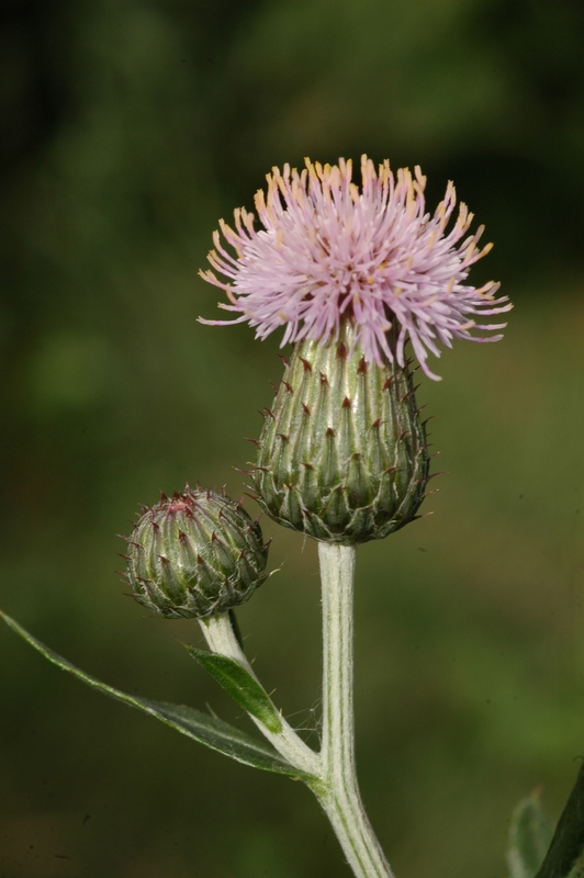 Image of Cirsium arvense specimen.