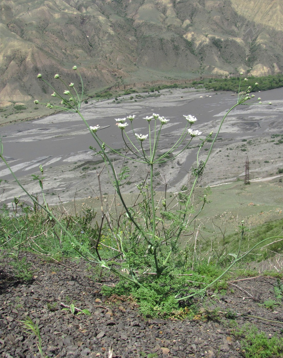 Изображение особи Astrodaucus orientalis.