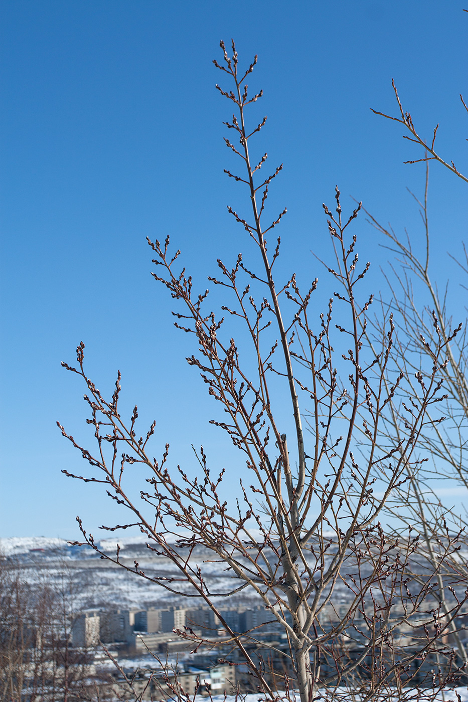 Image of Salix caprea specimen.