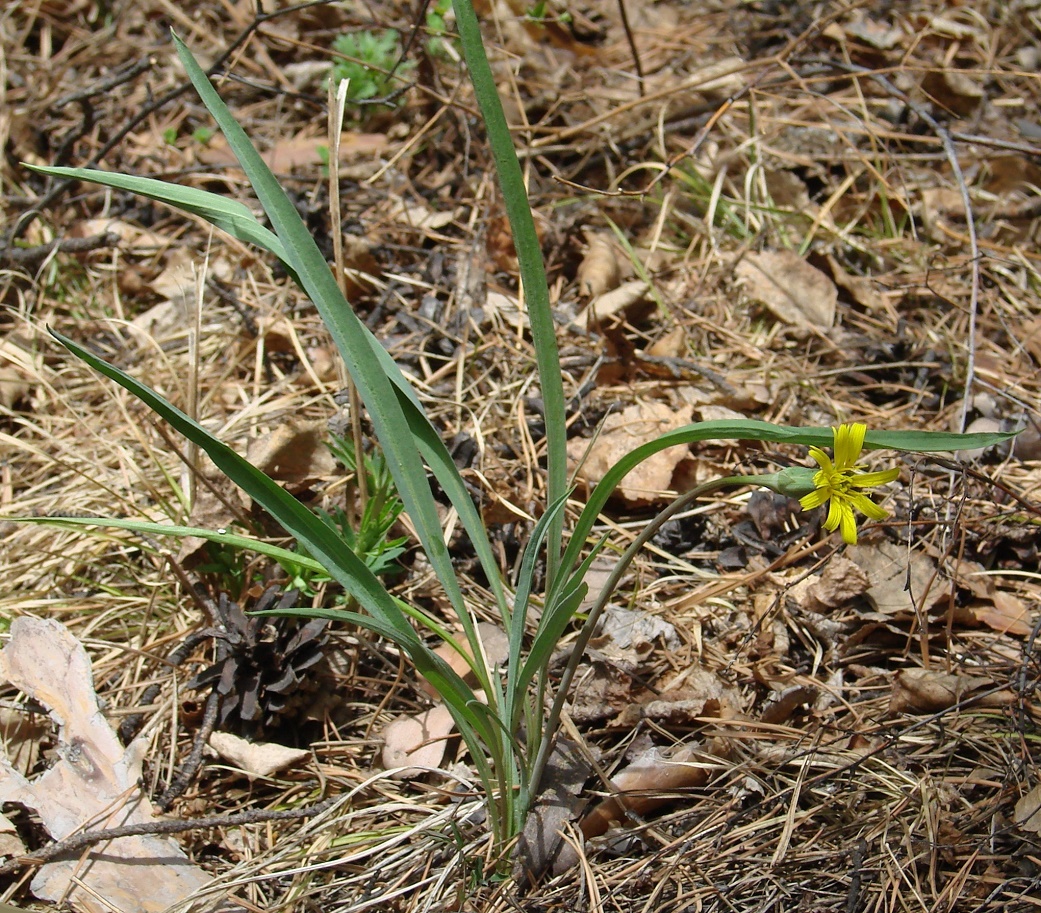 Image of Scorzonera austriaca specimen.