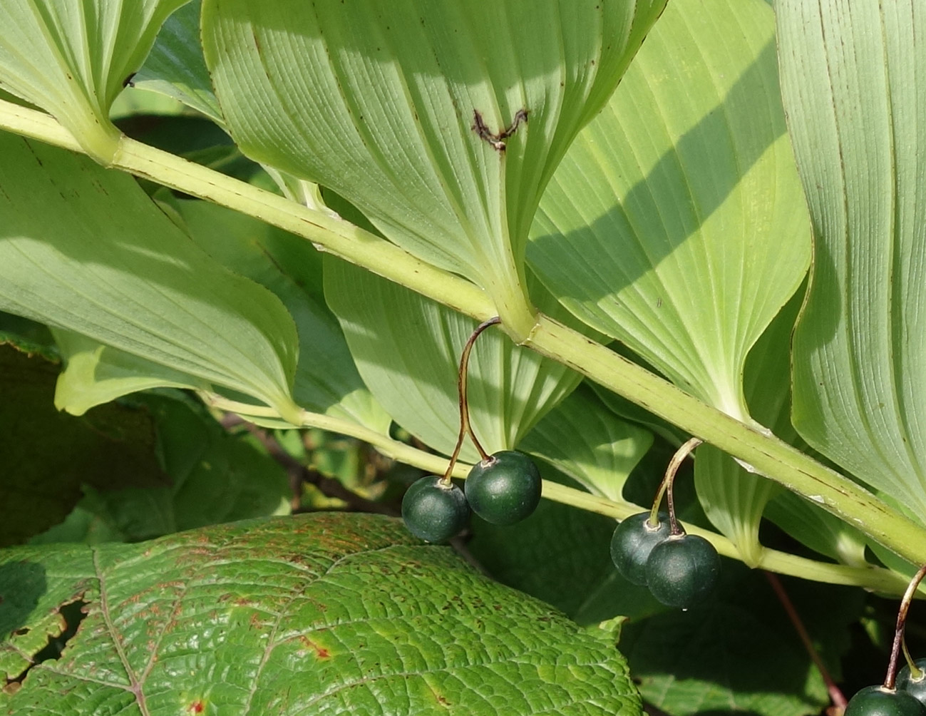 Image of Polygonatum maximowiczii specimen.