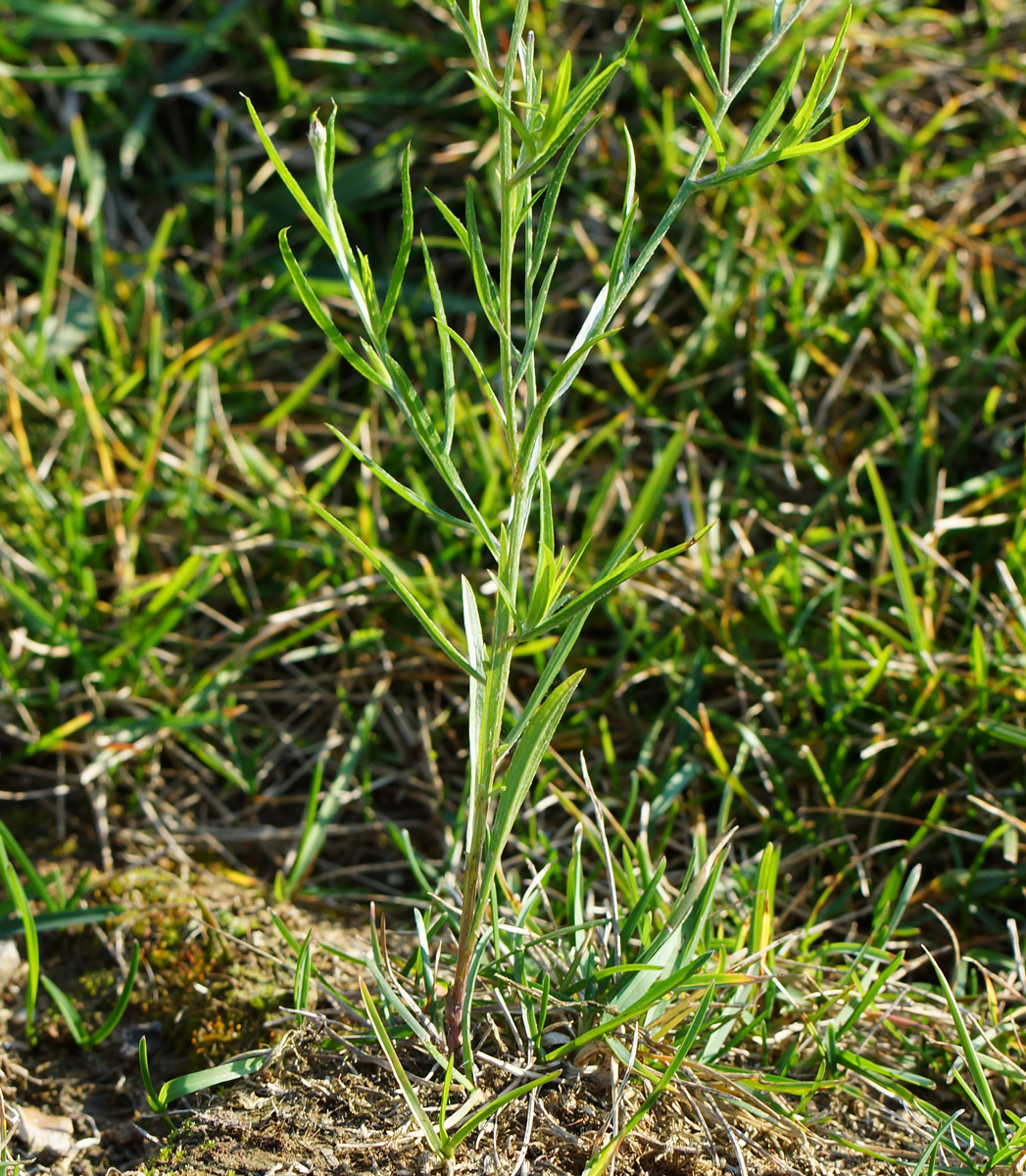 Image of Centaurea cyanus specimen.