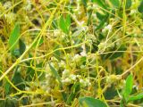 Cuscuta campestris