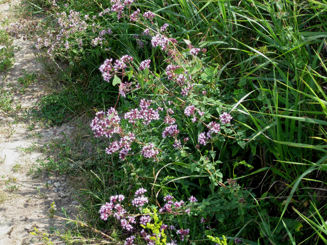 Image of Origanum vulgare specimen.