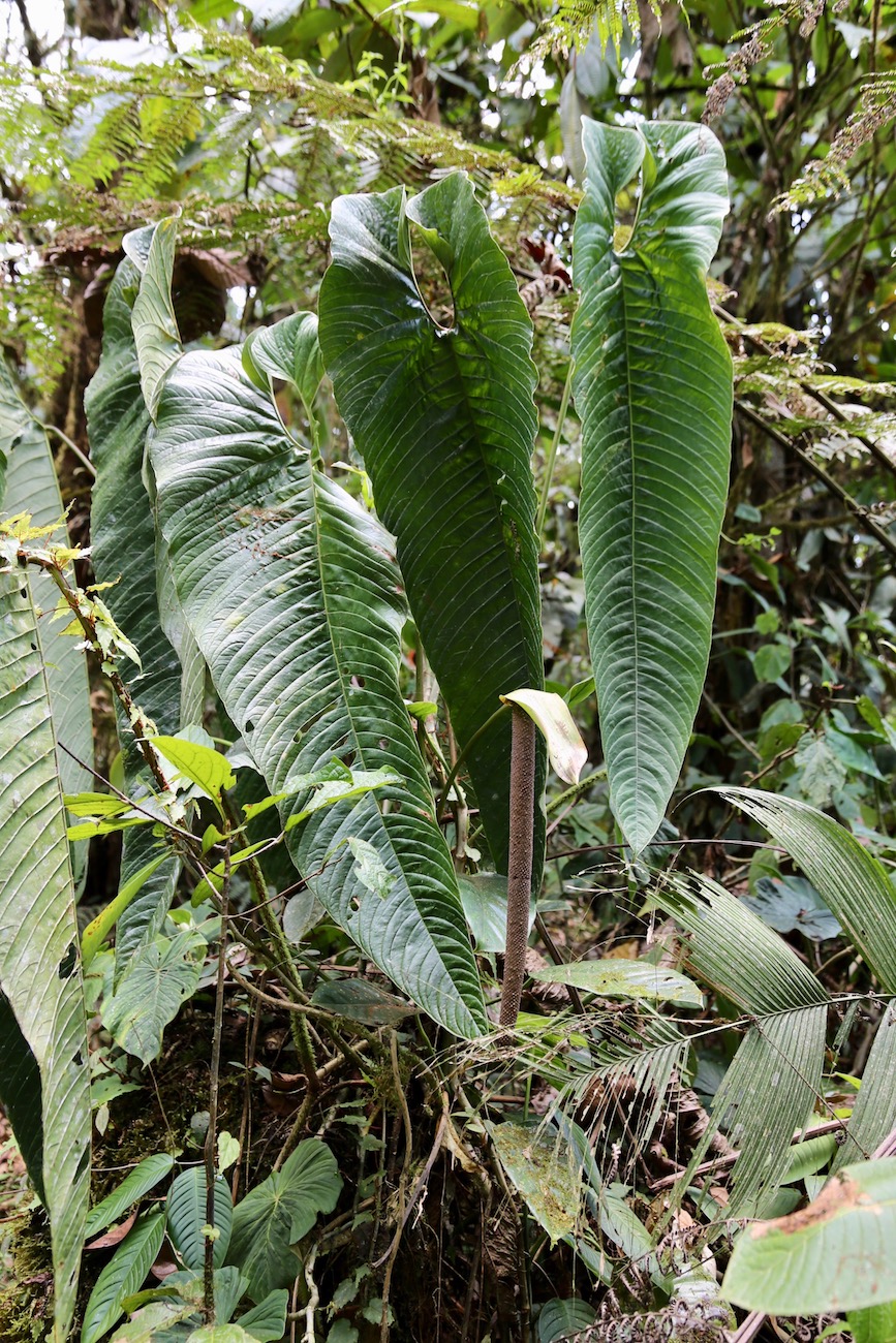 Image of Anthurium camposii specimen.