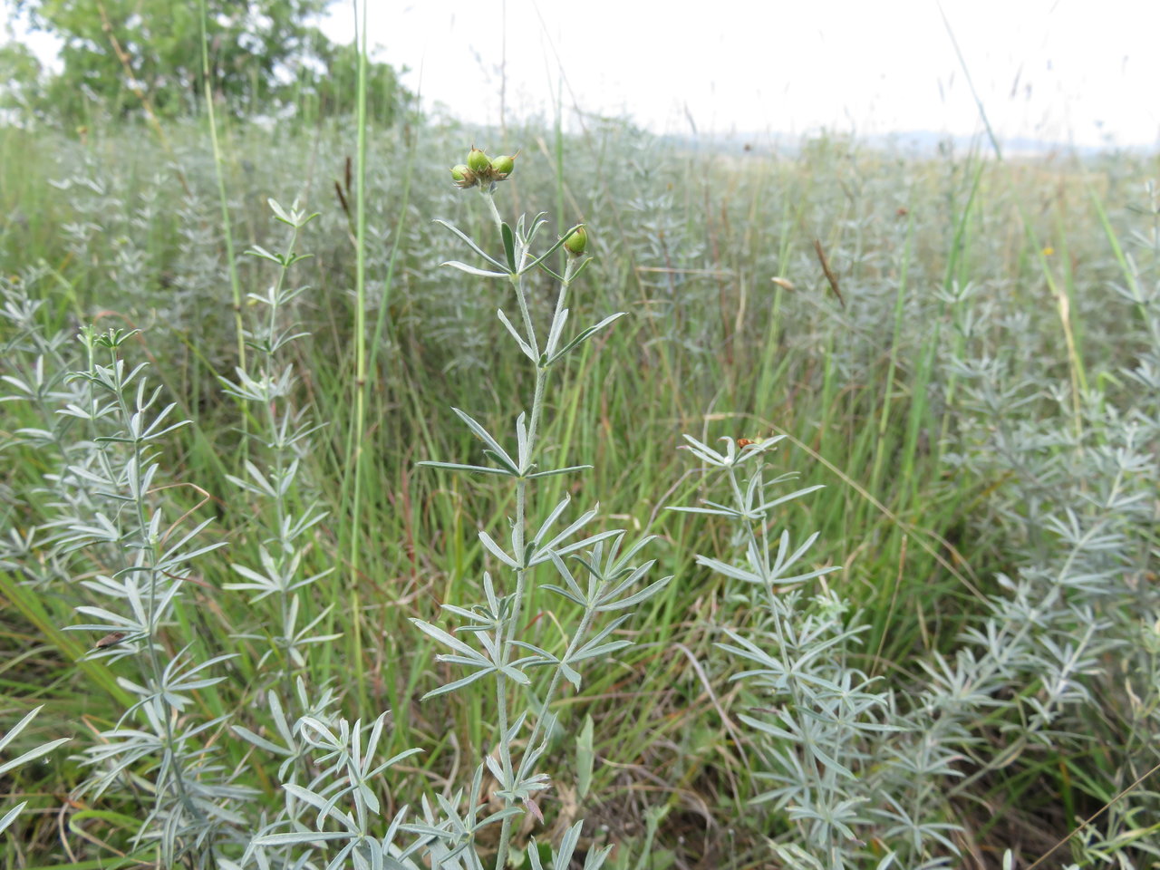 Изображение особи Dorycnium pentaphyllum ssp. haussknechtii.