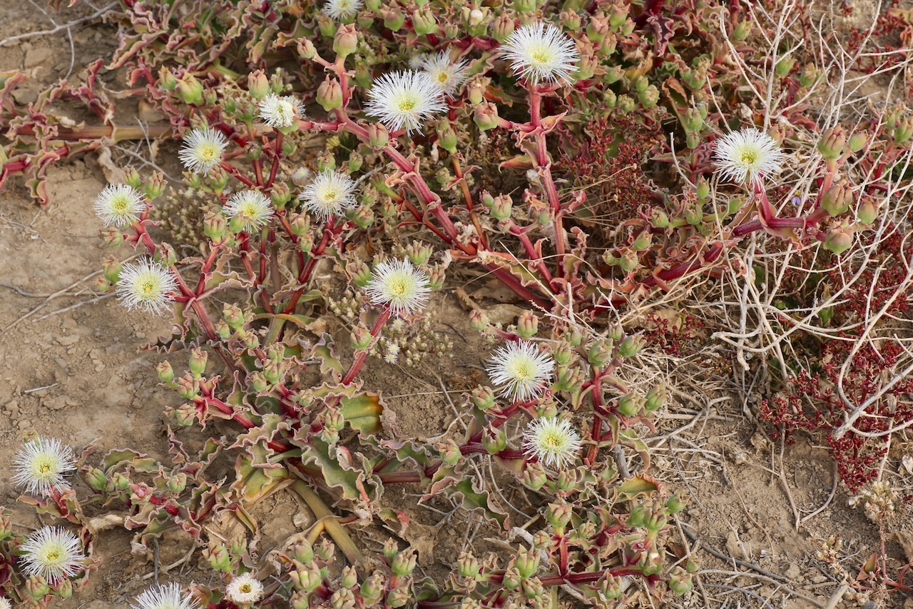 Image of Mesembryanthemum guerichianum specimen.