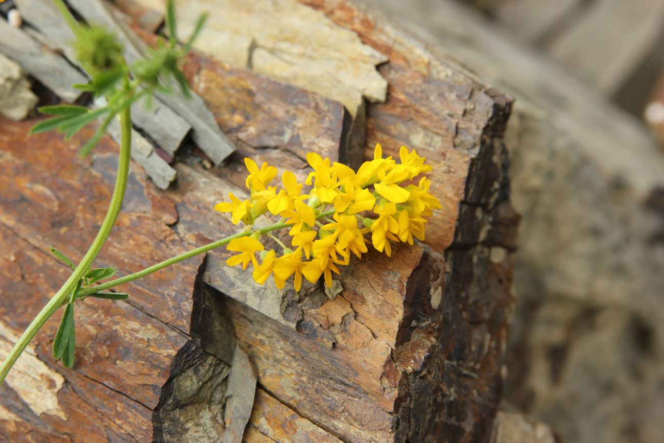 Изображение особи Medicago falcata.