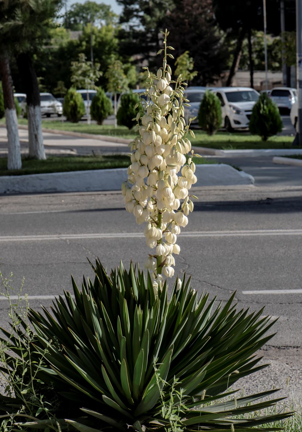 Image of genus Yucca specimen.