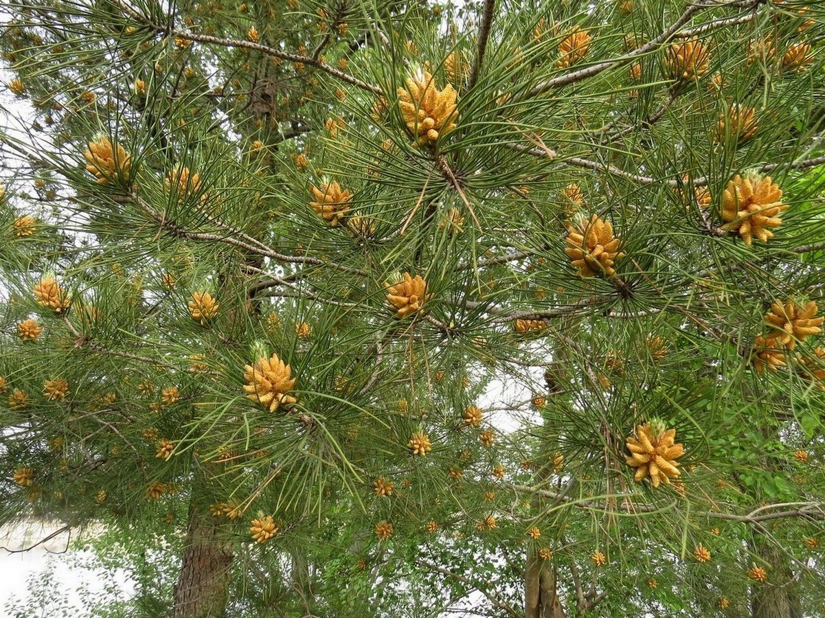 Image of Pinus brutia specimen.