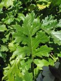 Acanthus mollis. Лист. Греция, о. Родос, г. Родос, Родосская крепость (Дворец великих магистров), травянистый склон. 11 мая 2011 г.