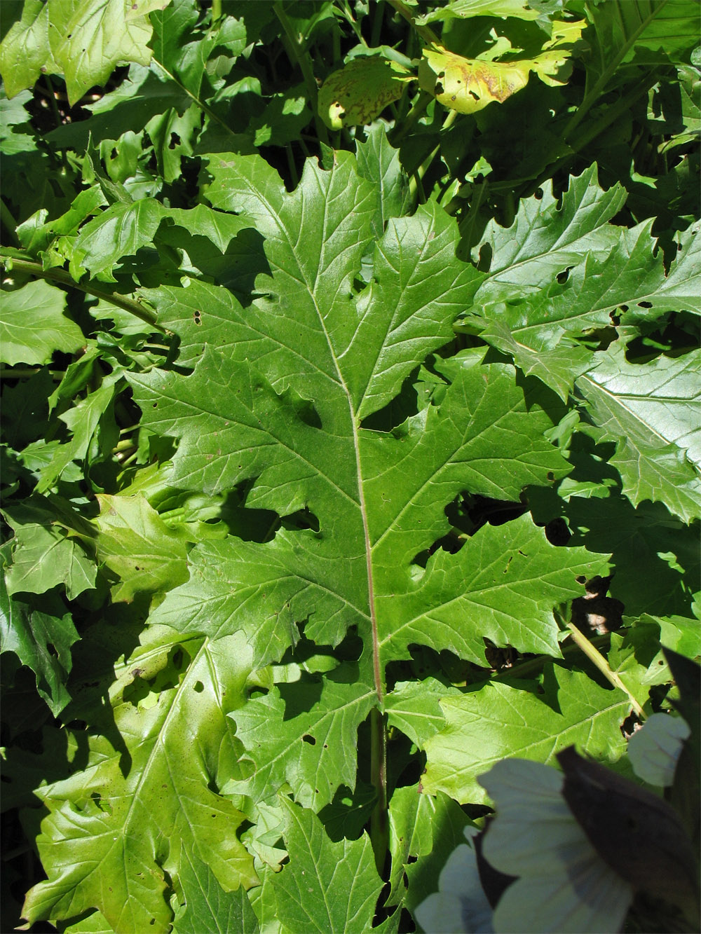 Image of Acanthus mollis specimen.