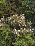 Cistus parviflorus. Цветущее растение. Греция, о. Родос, деревня Критиния, маквис. 6 мая 2011 г.