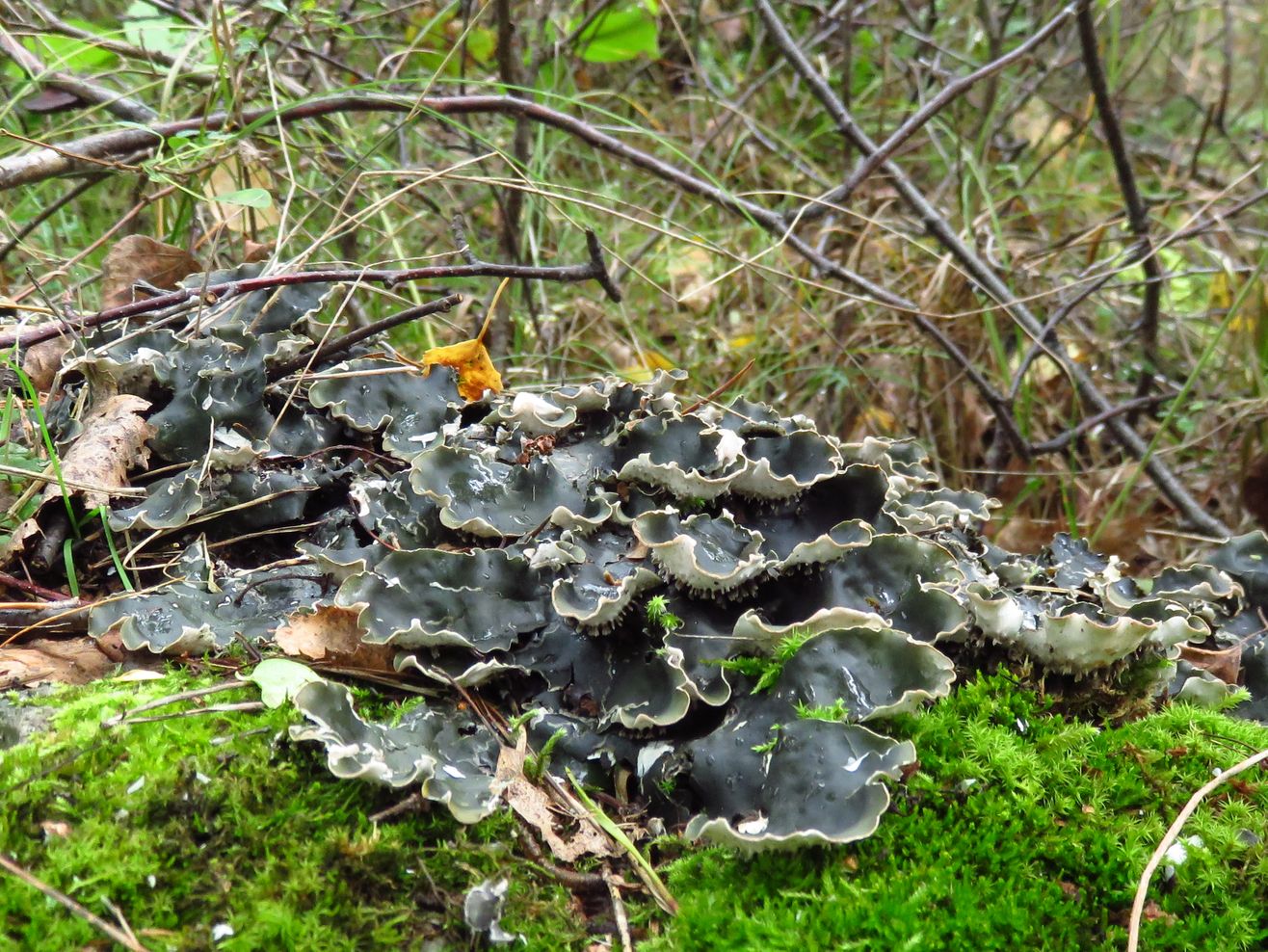 Image of Peltigera horizontalis specimen.