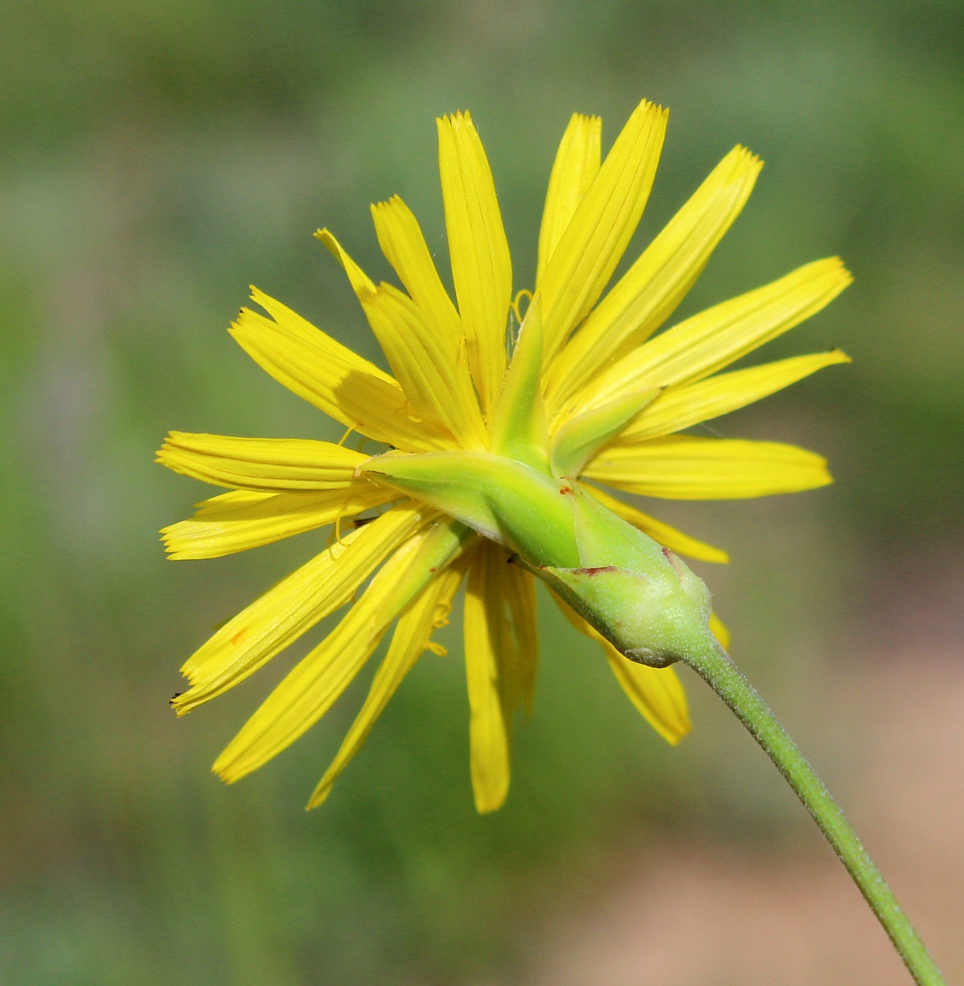 Image of Scorzonera taurica specimen.