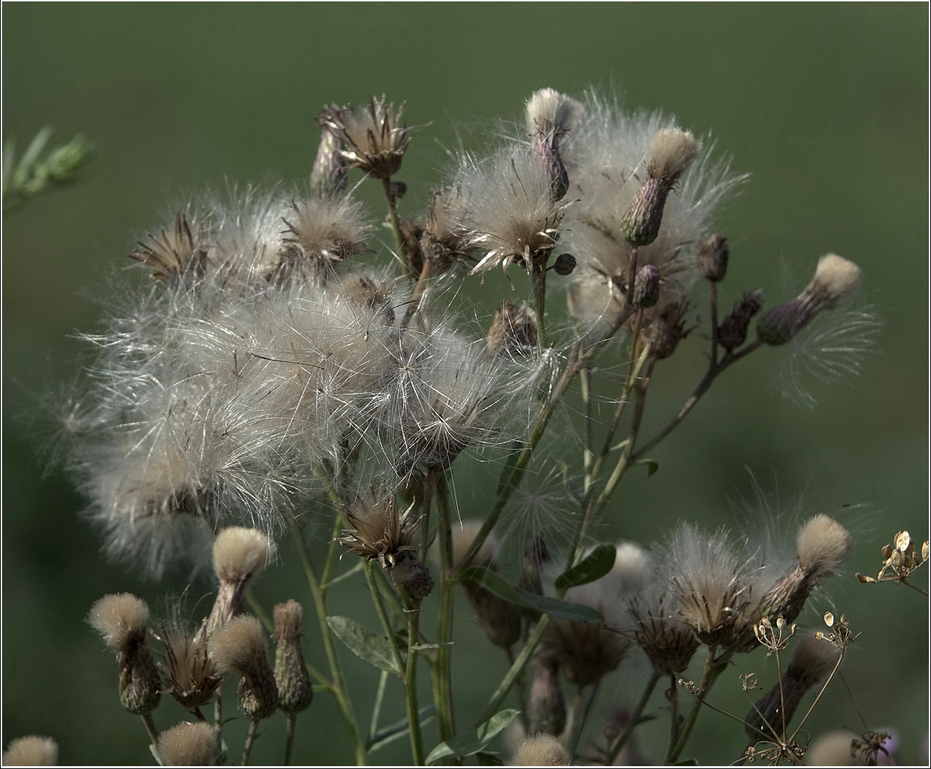 Изображение особи Cirsium setosum.