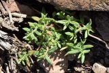 Polygonum fibrilliferum