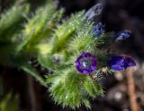 Echium arenarium. Верхушка цветущего побега. Греция, Эгейское море, о. Сирос, пос. Фабрика (Φάμπρικα), низкий каменистый берег моря. 22.04.2021.