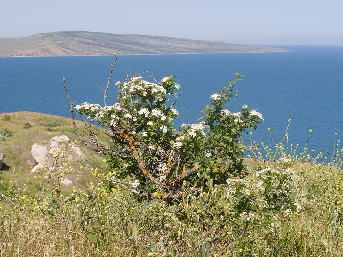 Image of Crataegus rhipidophylla specimen.