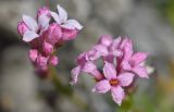 Asperula supina. Цветки с клещом-краснотелкой. Республика Северная Осетия-Алания, Алагирский р-н, Большой Кавказ, Скалистый хребет, северный склон в р-не Ходского перевала, ≈ 2680 м н.у.м., травянисто-каменистый склон. 01.07.2021.