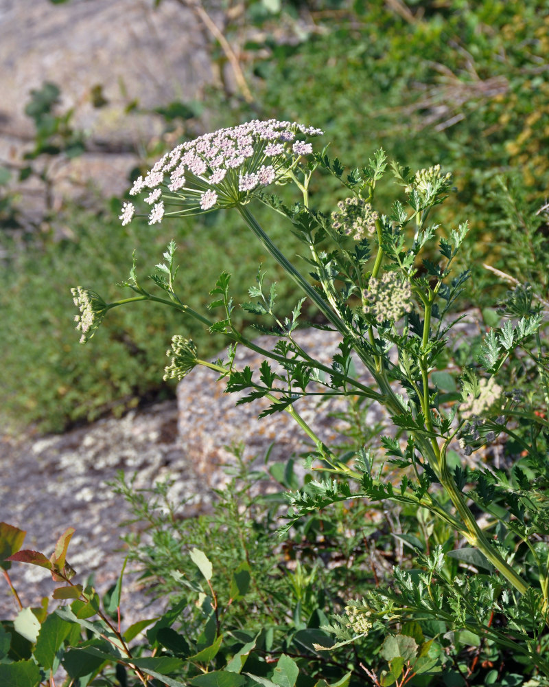 Image of Seseli buchtormense specimen.